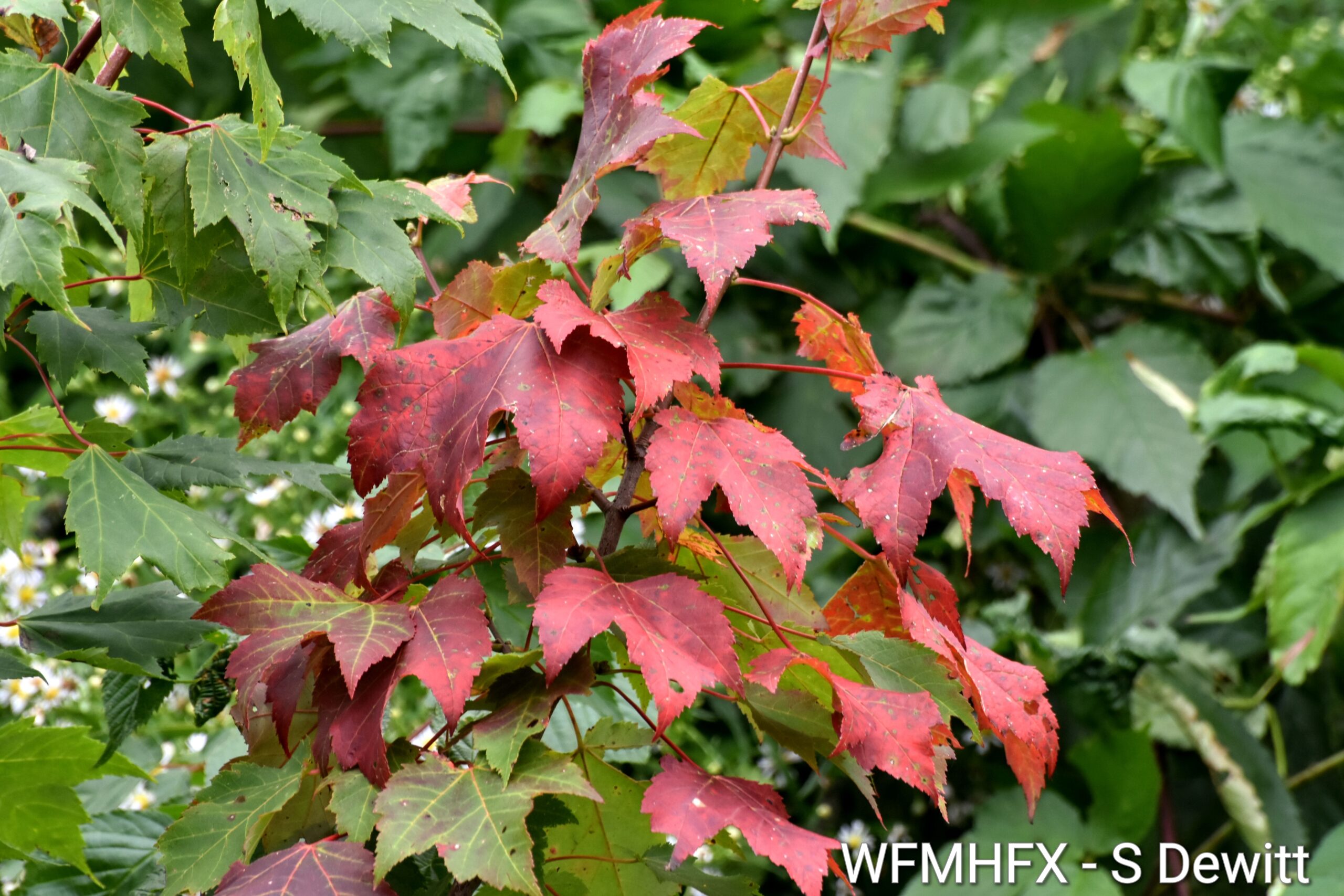 The fall equinox marks the official beginning of astronomical fall