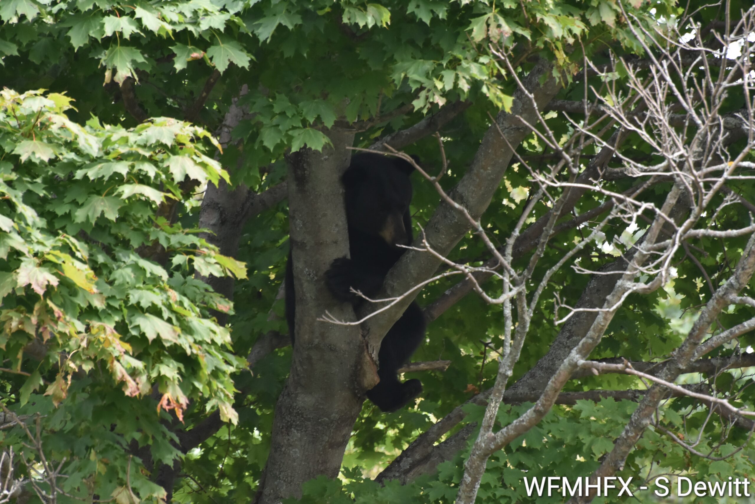 (Update) Police on scene of a bear in tree - Dartmouth