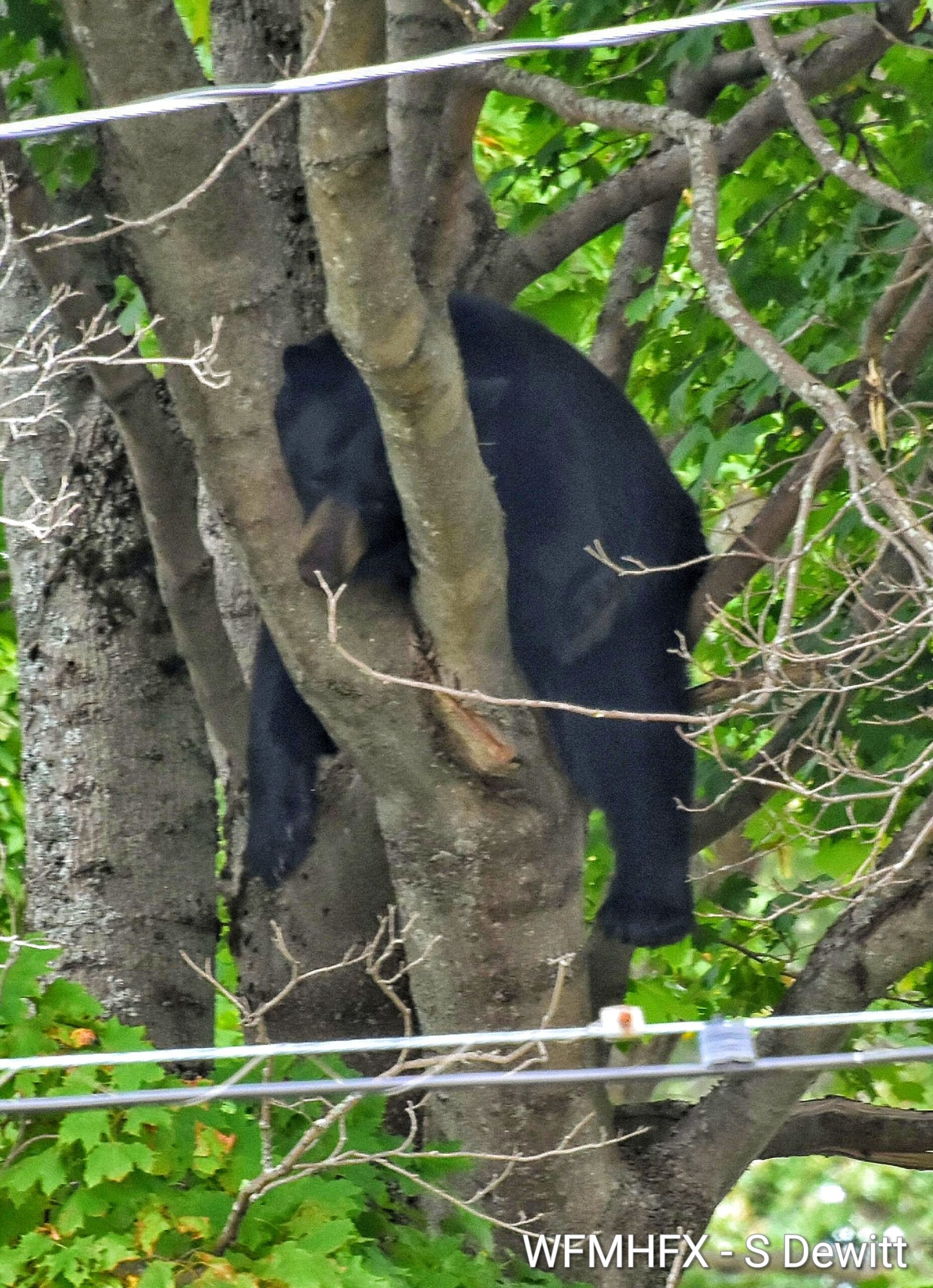How to Avoid Problems with Black Bears