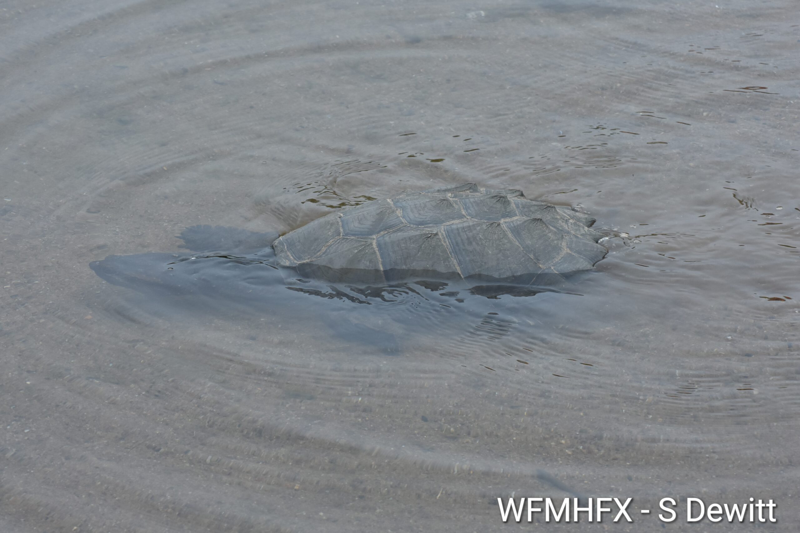 Today is National Wildlife Day