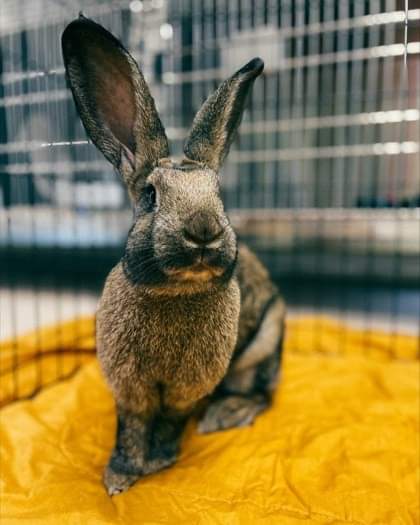 NS SPCA Adoptable - Count Chocula