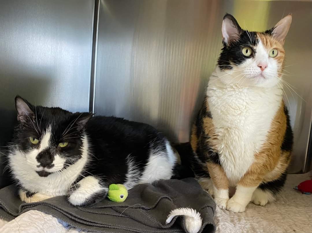 NS SPCA Adoptable - Robert and Bindi