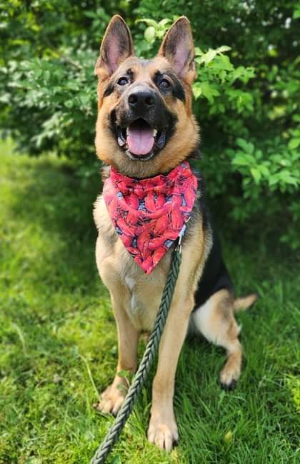 NS SPCA Adoptable - Curtis
