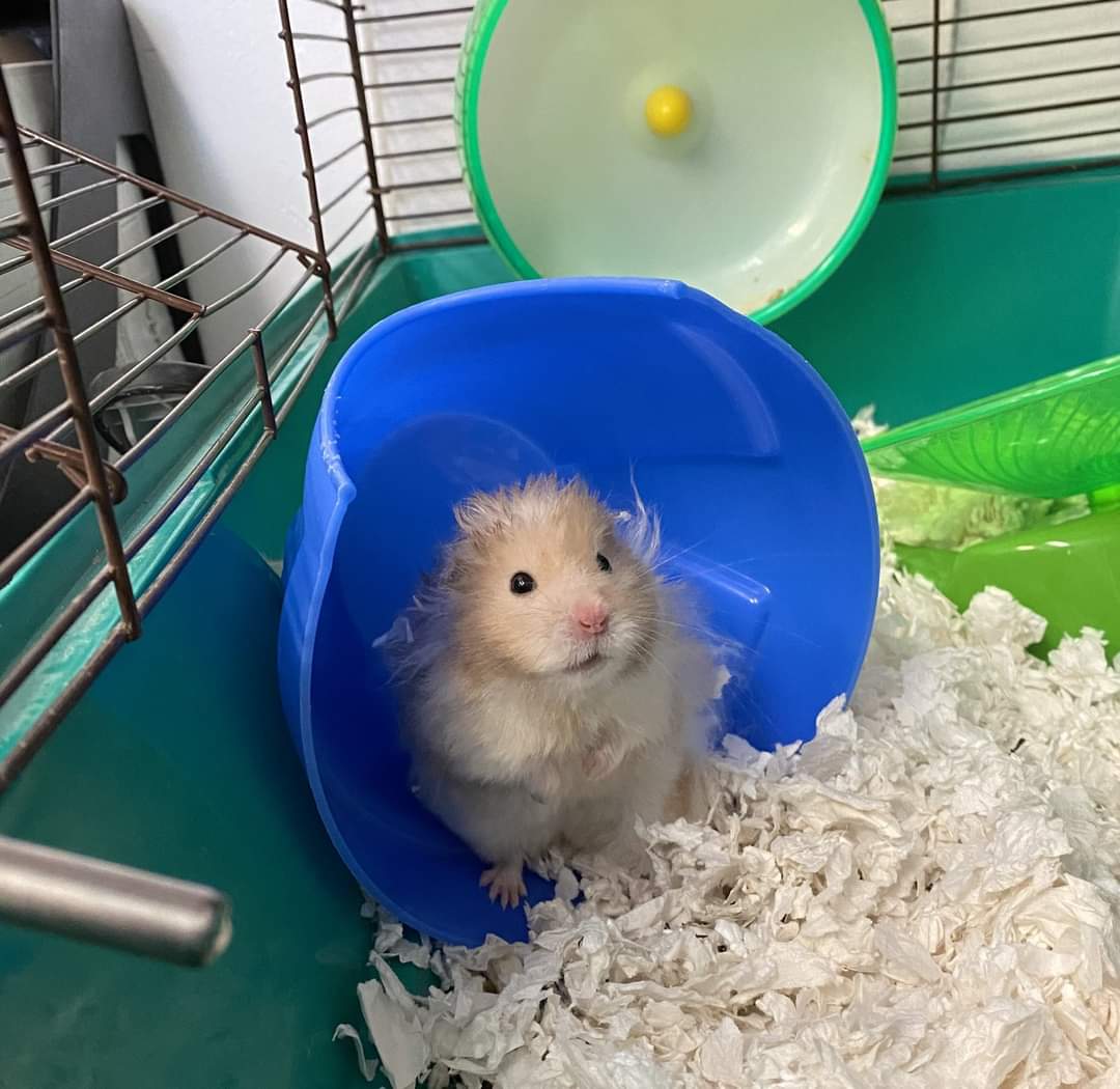 NS SPCA Adoptable - Fluffy