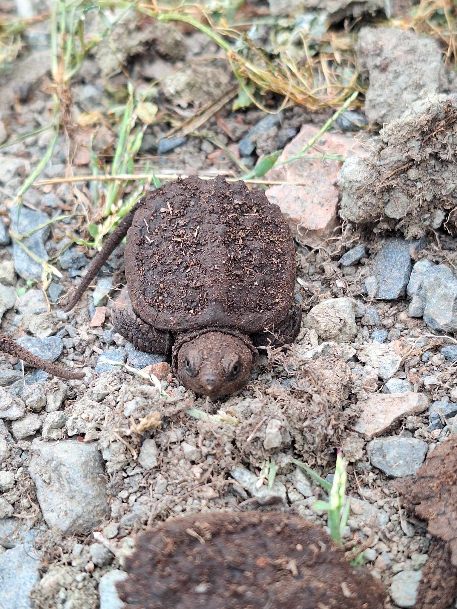 Turtle power!
