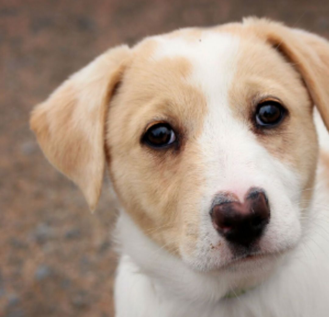New SPCA Unleashed in Northern Nova Scotia