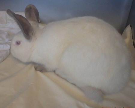 Found pets currently in the care of Halifax Animal Services