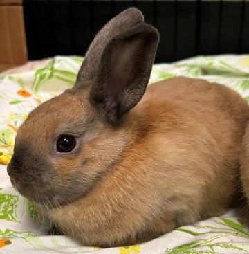 Found pets currently in the care of Halifax Animal Services