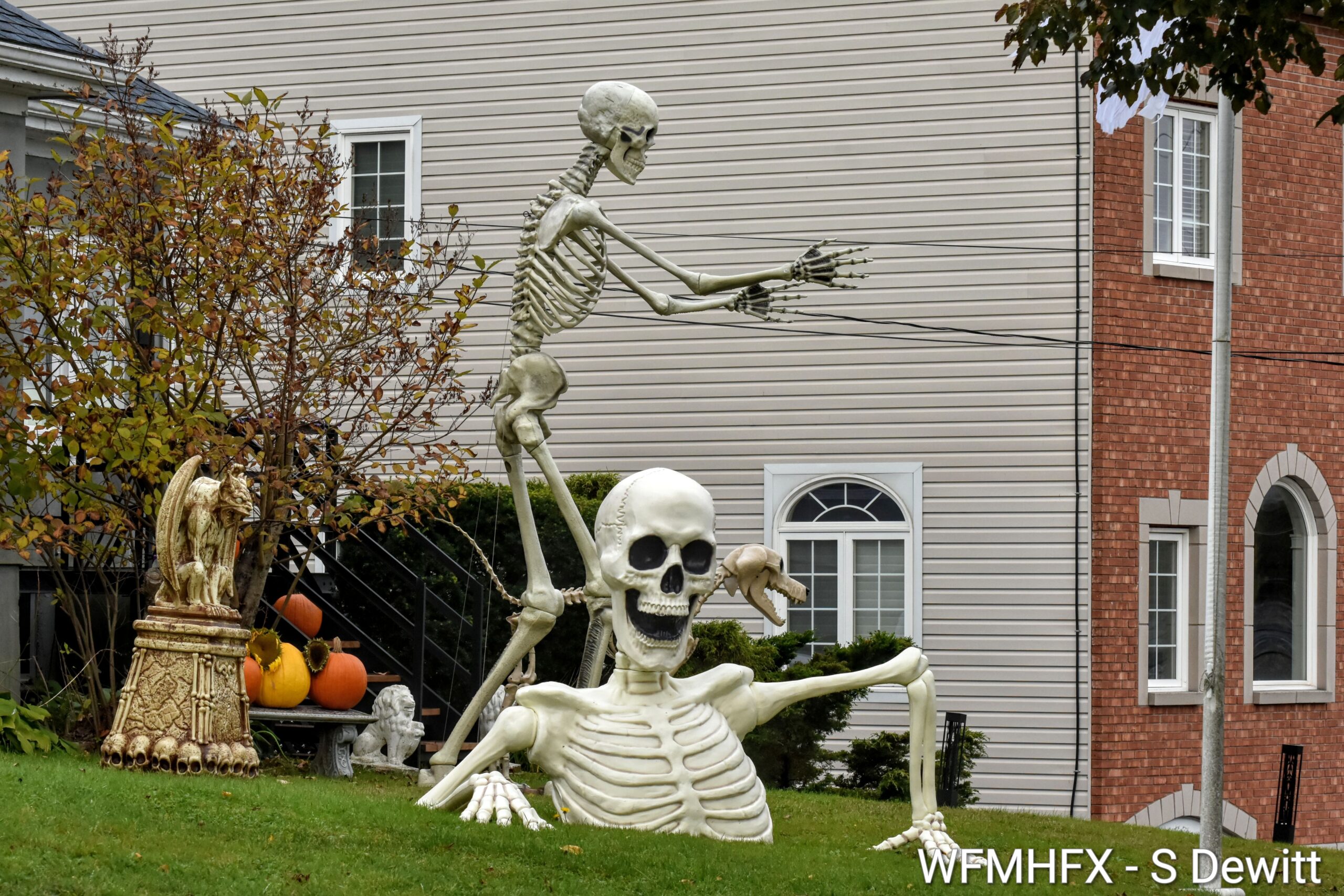 In photos - You will feel the scare in your bones strolling along Celtic Dr in Dartmouth.  The whole street is watching with ghoulish delight as you tremble with fear!