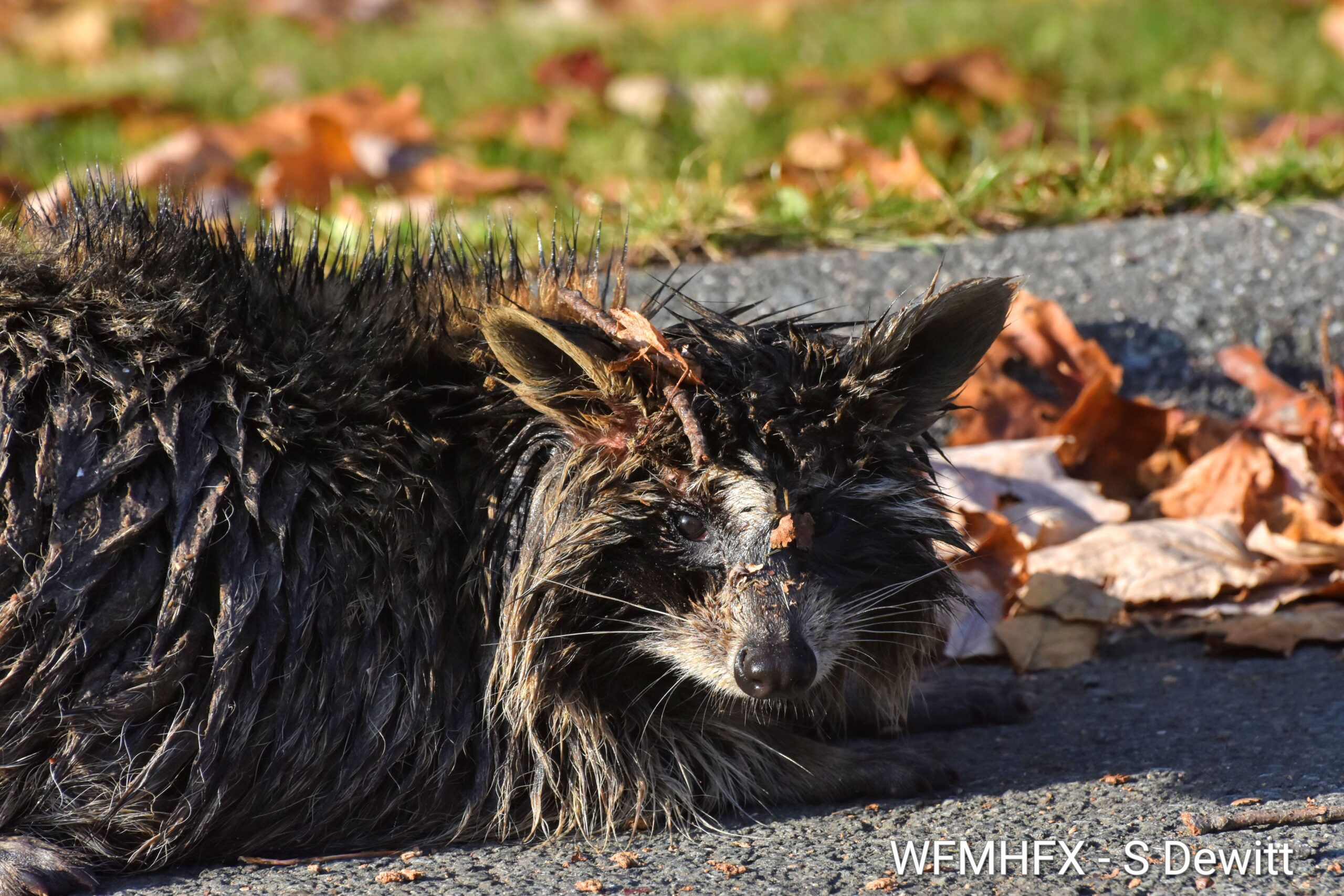 Hope to the rescue of an injured raccoon in Dartmouth