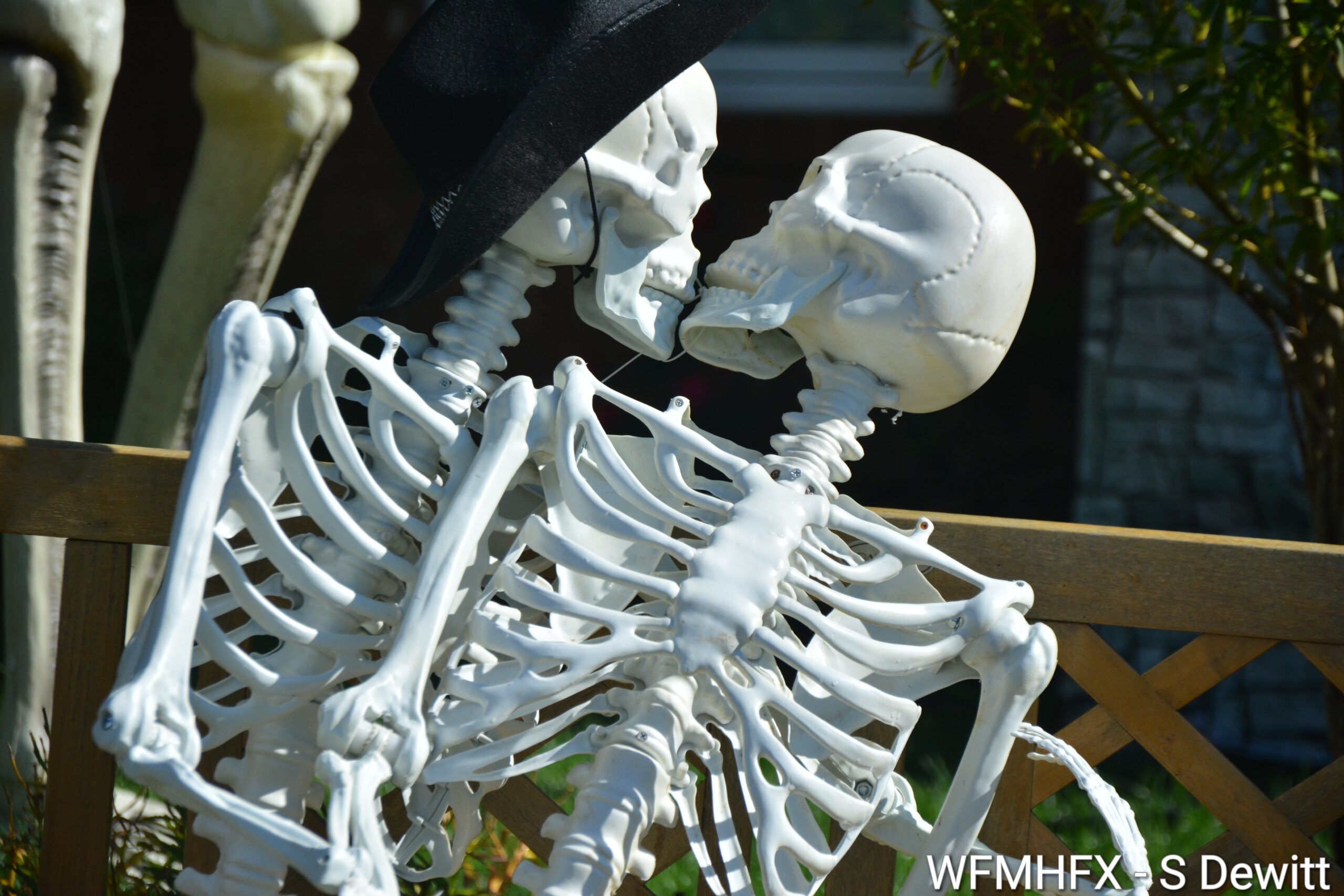 In photos - Don't get carried away on Sprucewood Crt in Dartmouth! There's more than just love in the air in this bone chilling yard!