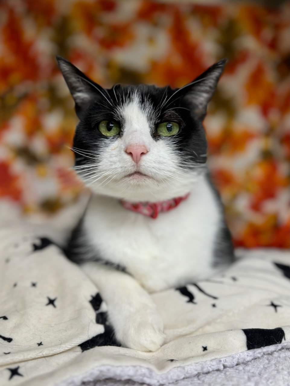 NS SPCA Adoptable - Lou Lou