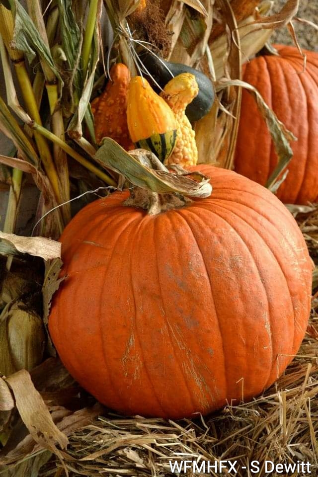 Ever wonder what weather conditions are needed to grow those perfect plump pumpkins? Here's a behind-the-scenes look!