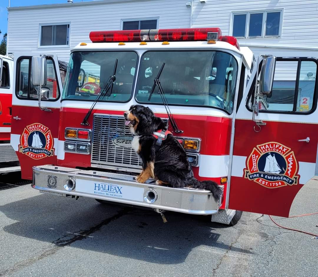 K9 Bishop- the moose Oct 5, 2016- Oct 10, 2024