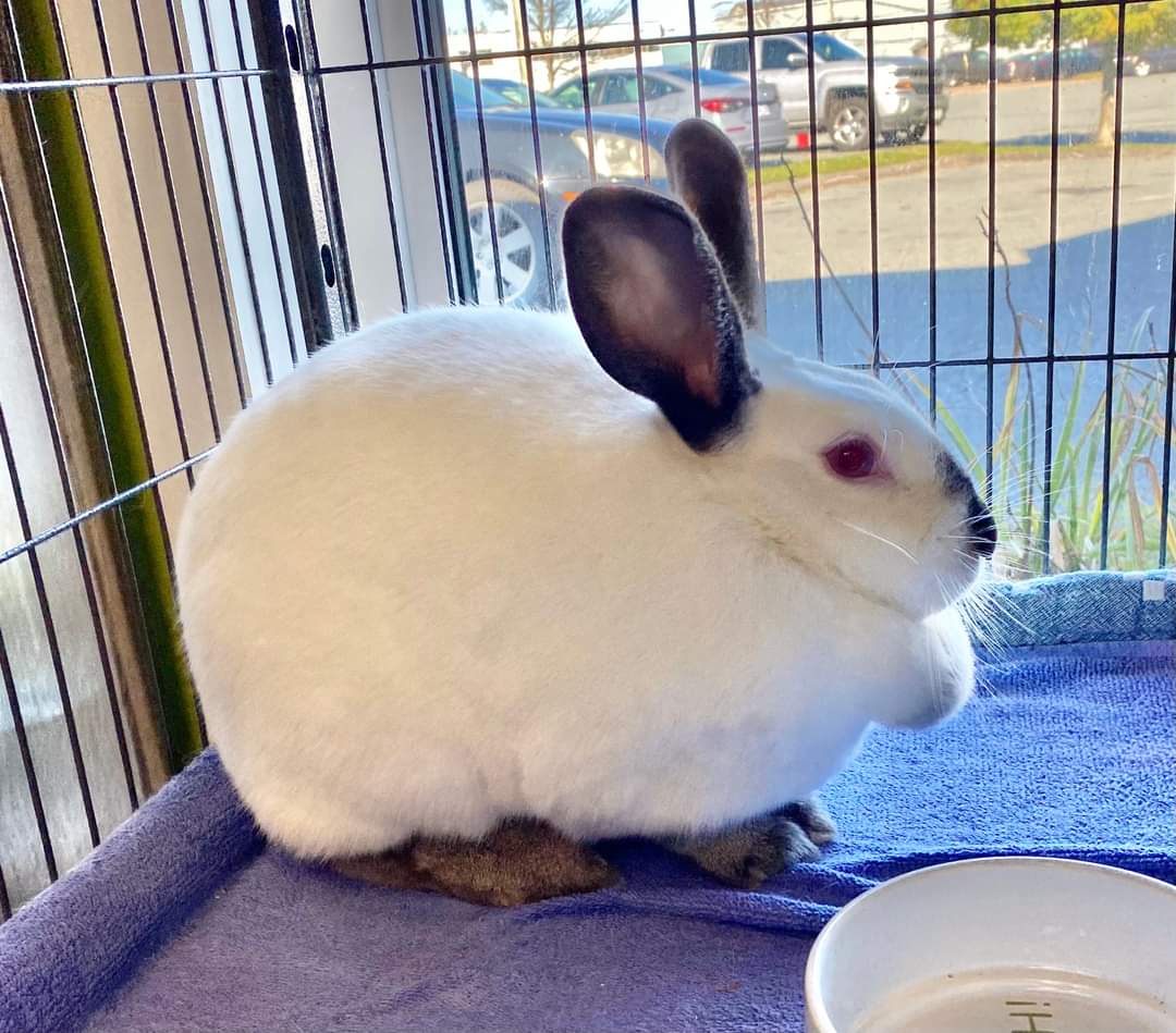 NS SPCA Adoptable - Socks