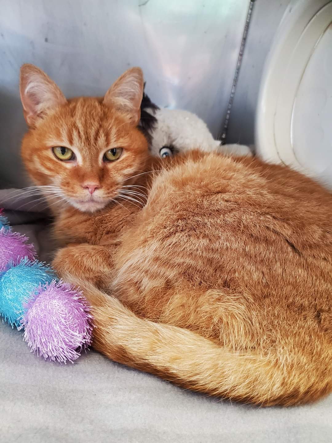 NS SPCA - Meet this gorgeous, rare, orange girl, Falon!