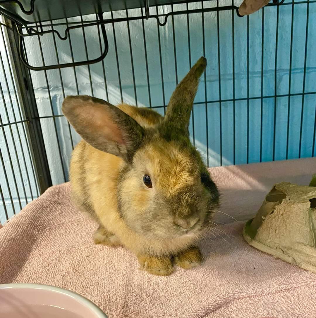 NS SPCA Adoptable - Tug Boat