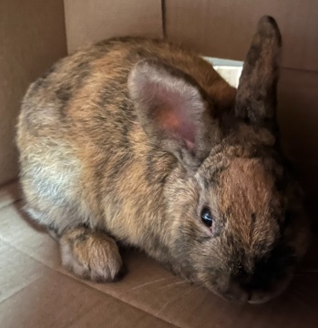 Found pets currently in the care of Halifax Animal Services