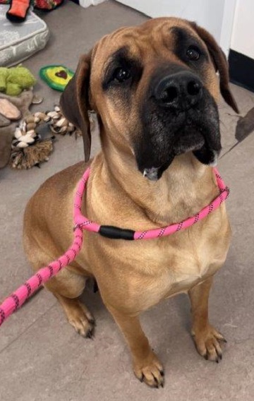 Found pets currently in the care of Halifax Animal Services