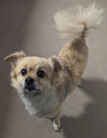 Found pets currently in the care of Halifax Animal Services