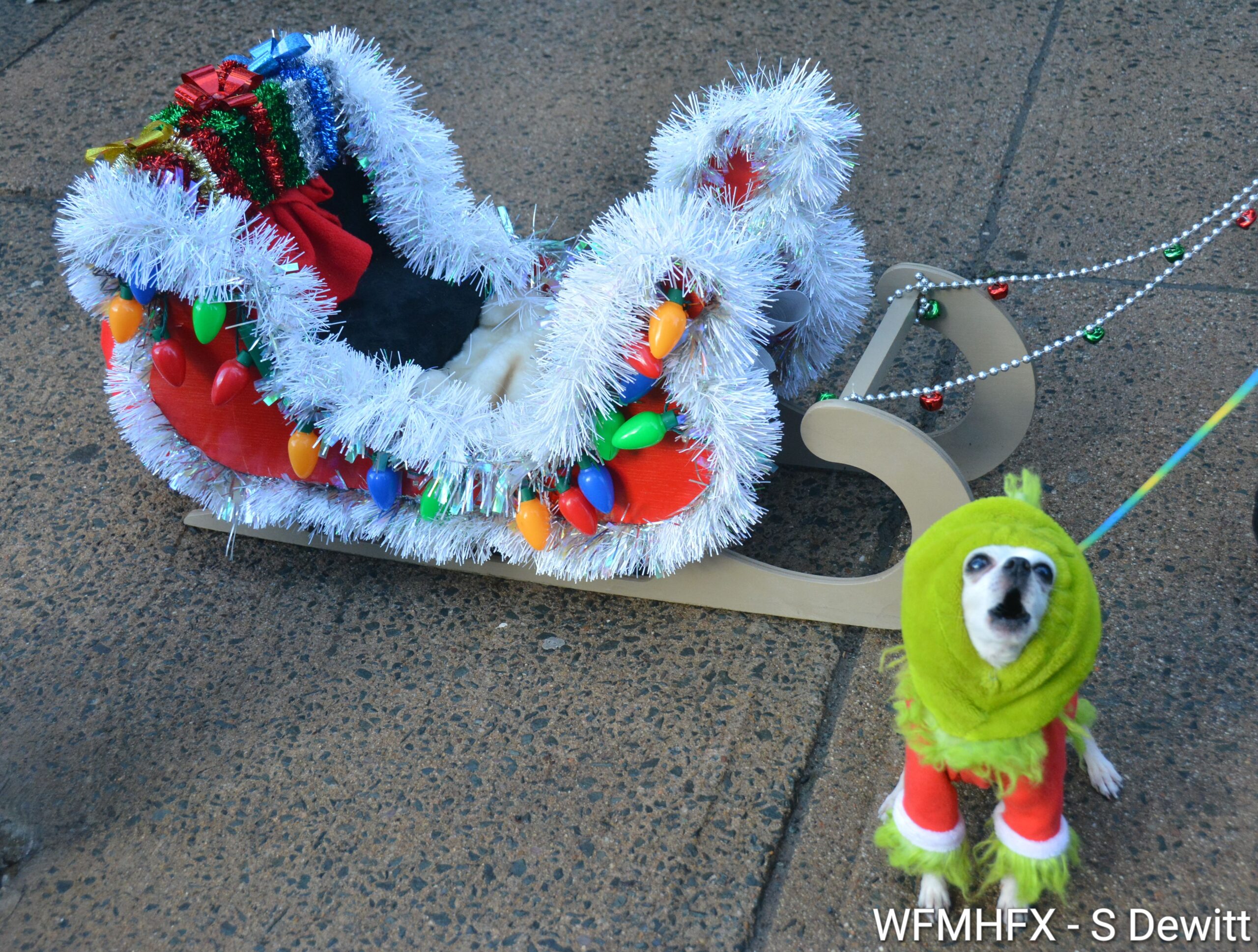 In photos - PAWSitively a great day as the Quinpool Rd Pet Parade set off to the delight of many onlookers!