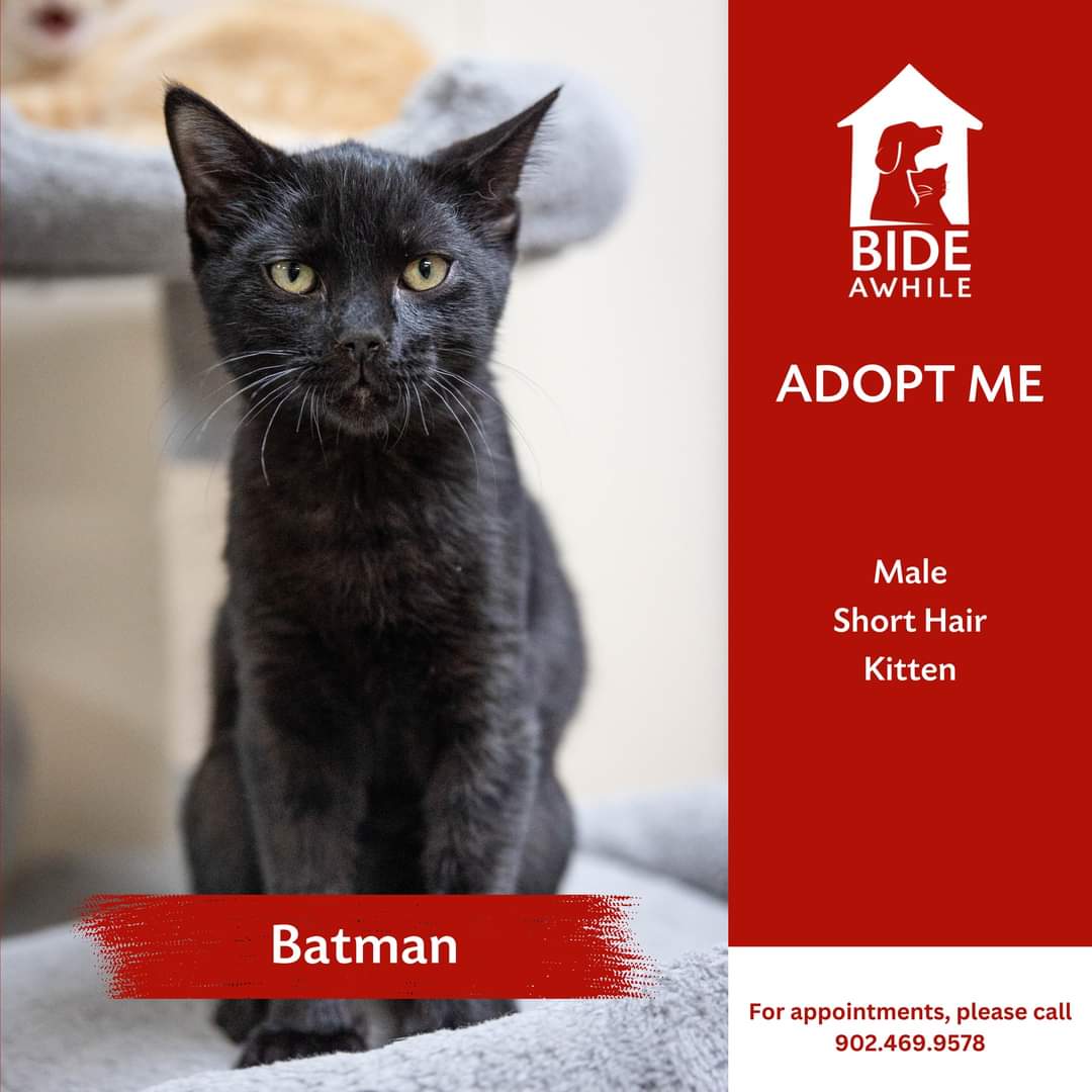 Bide Awhile - More furry friends ready to find their fur-ever homes! 