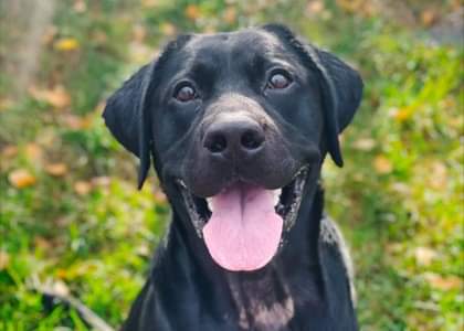 NS SPCA Adoptable - Rocco