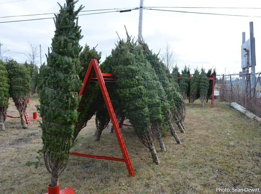 Exciting News, Eastern Passage and Cow Bay!  Christmas tree lot returns to HRFE Stn 16!