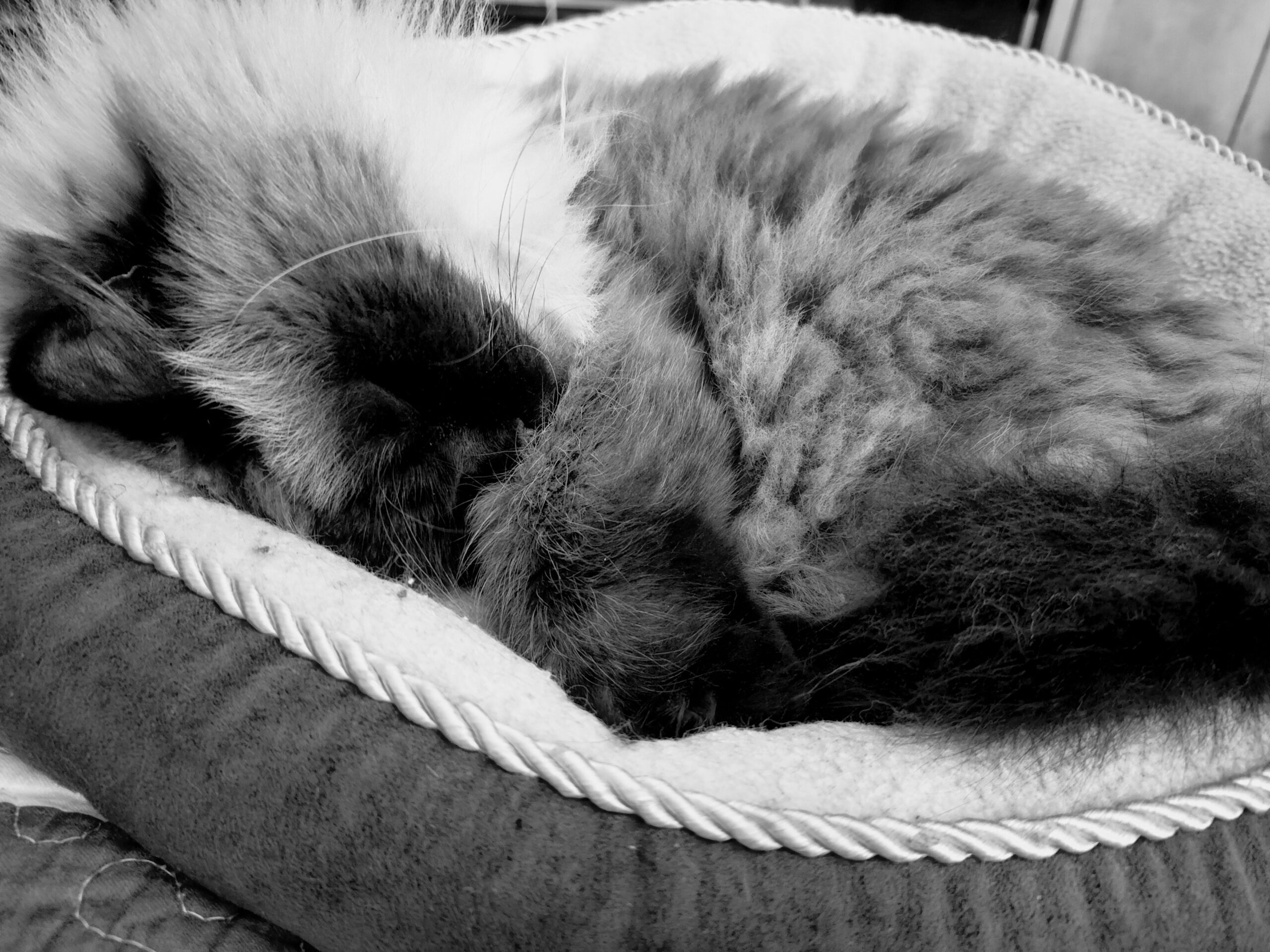 Zookie wishes everyone a happy caturday!