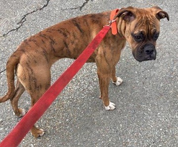 Found pets currently in the care of Halifax Animal Services