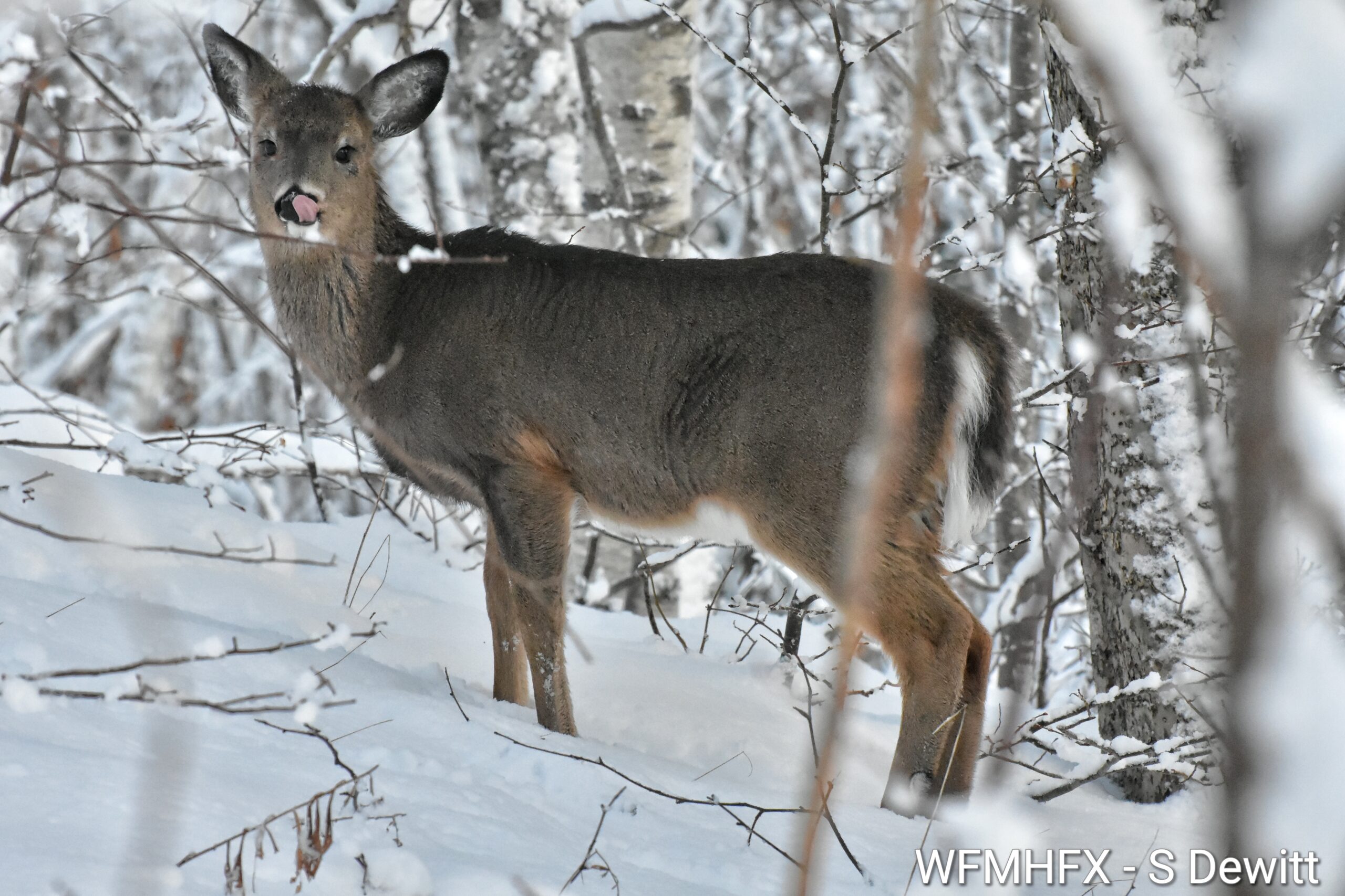Todays weather for the Halifax area