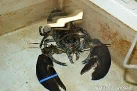 Lunenburg District RCMP is investigating the theft of lobsters from a property in Stonehurst