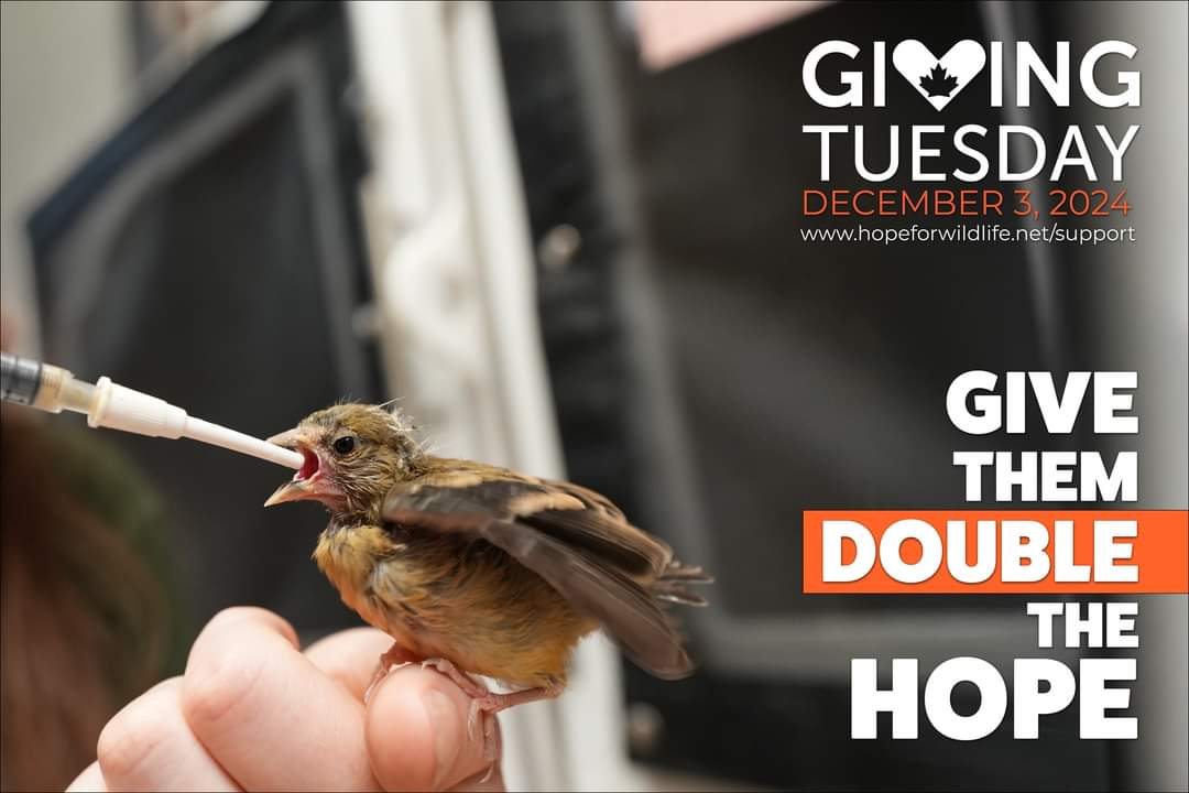 Giving Tuesday, the day for the world’s largest generosity movement