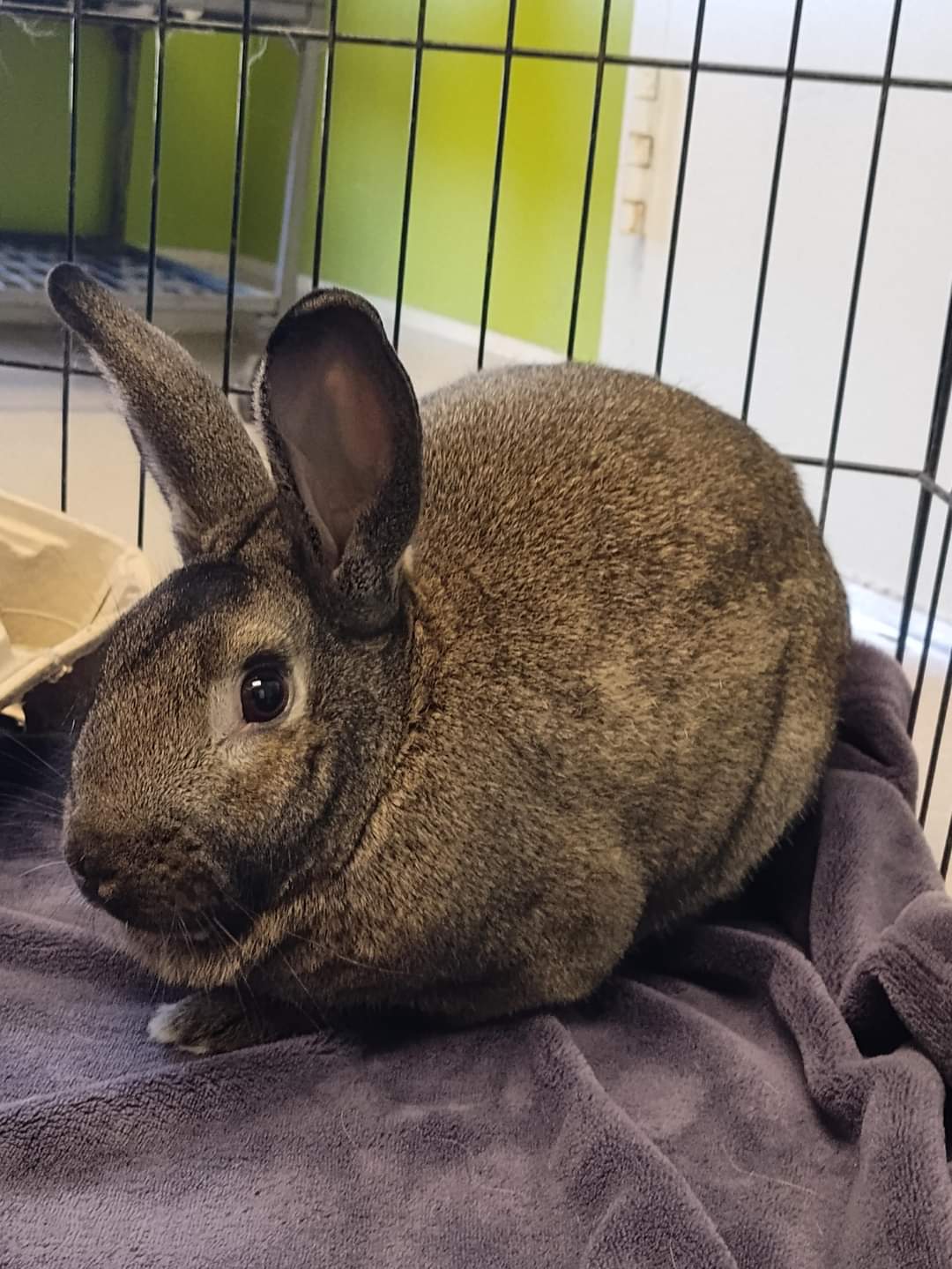 NS SPCA Adoptable - Banana Loaf