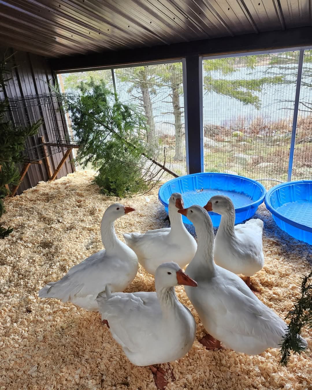 The Sullivan's Pond geese have arrived at their winter home!