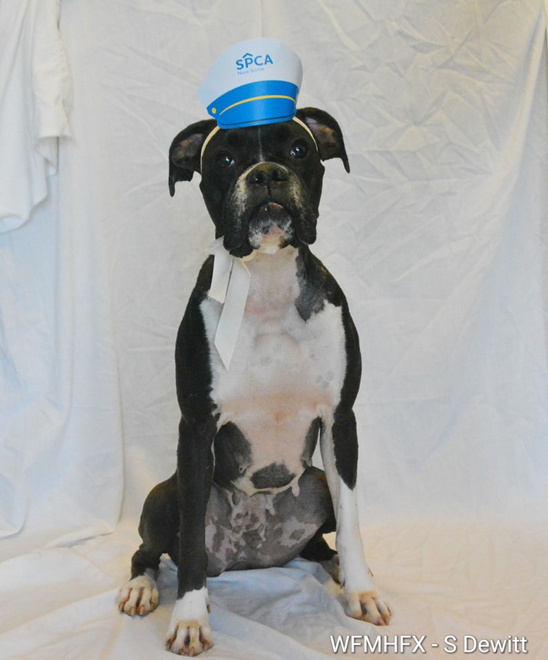 NS SPCA Adoptable - Ella