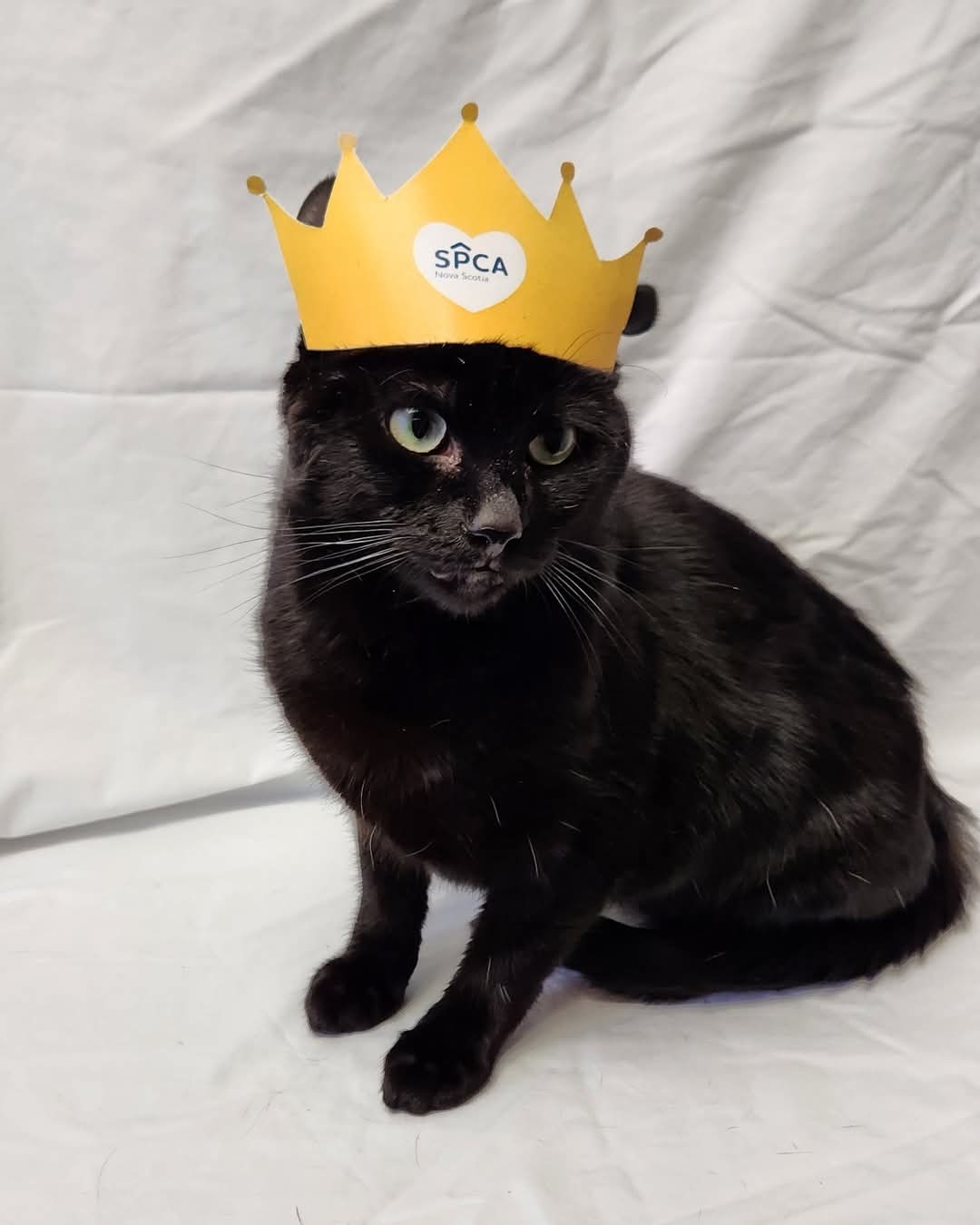 You donated, voted, and rallied for cats or dogs... The winner is… drum roll please…