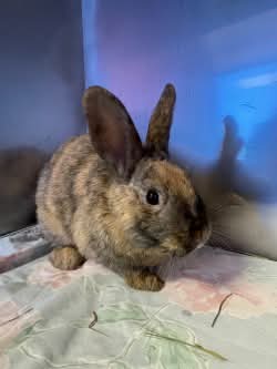 NS SPCA Adoptable - Cappuccino