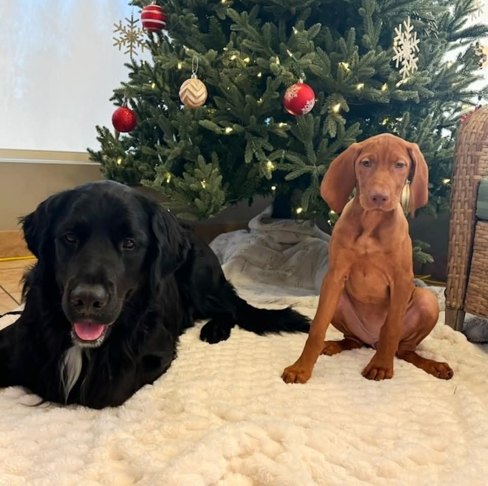 Pet safety tips via Metro Animal Emergency Clinic