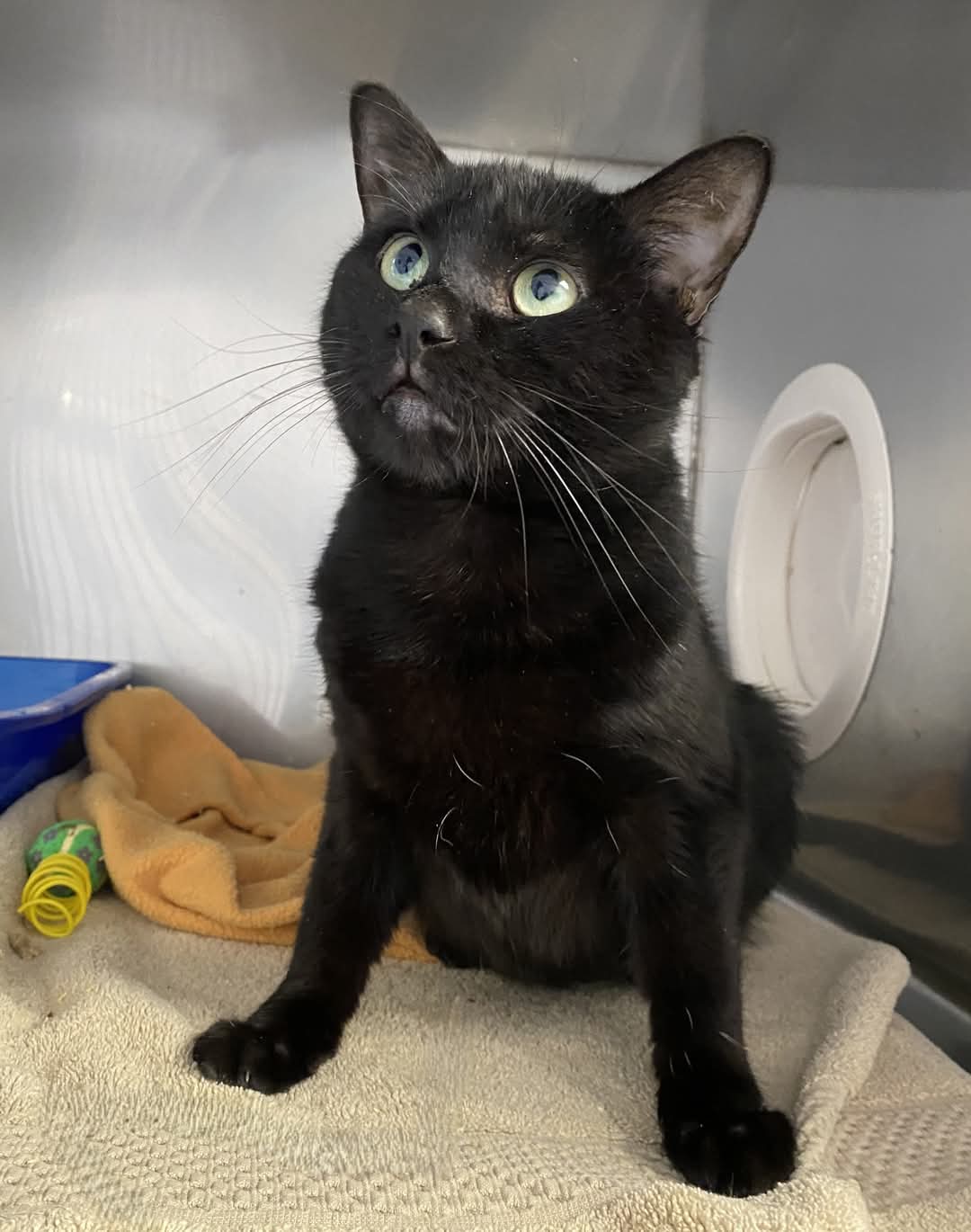 NS SPCA Adoptable - Binksy