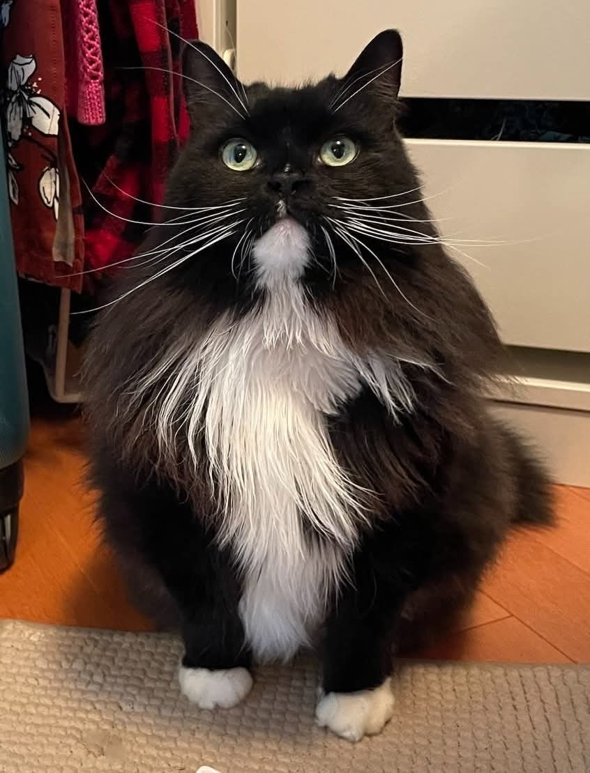 NS SPCA Adoptable - Mittens