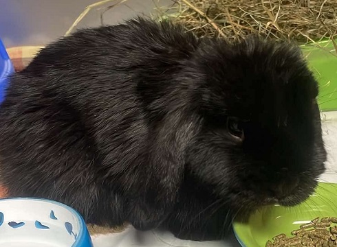 Found pets currently in the care of Halifax Animal Services