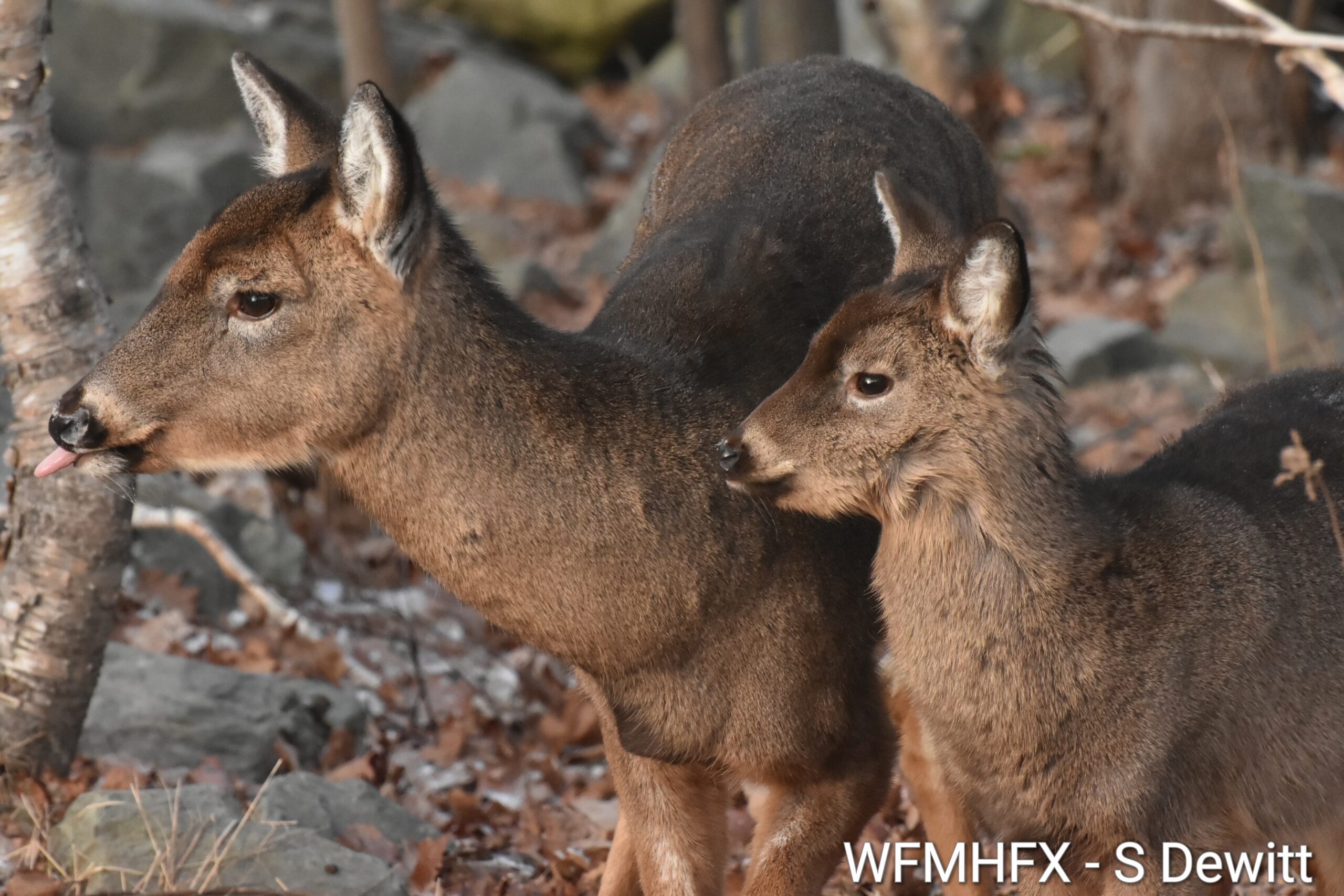 Todays weather for the Halifax area