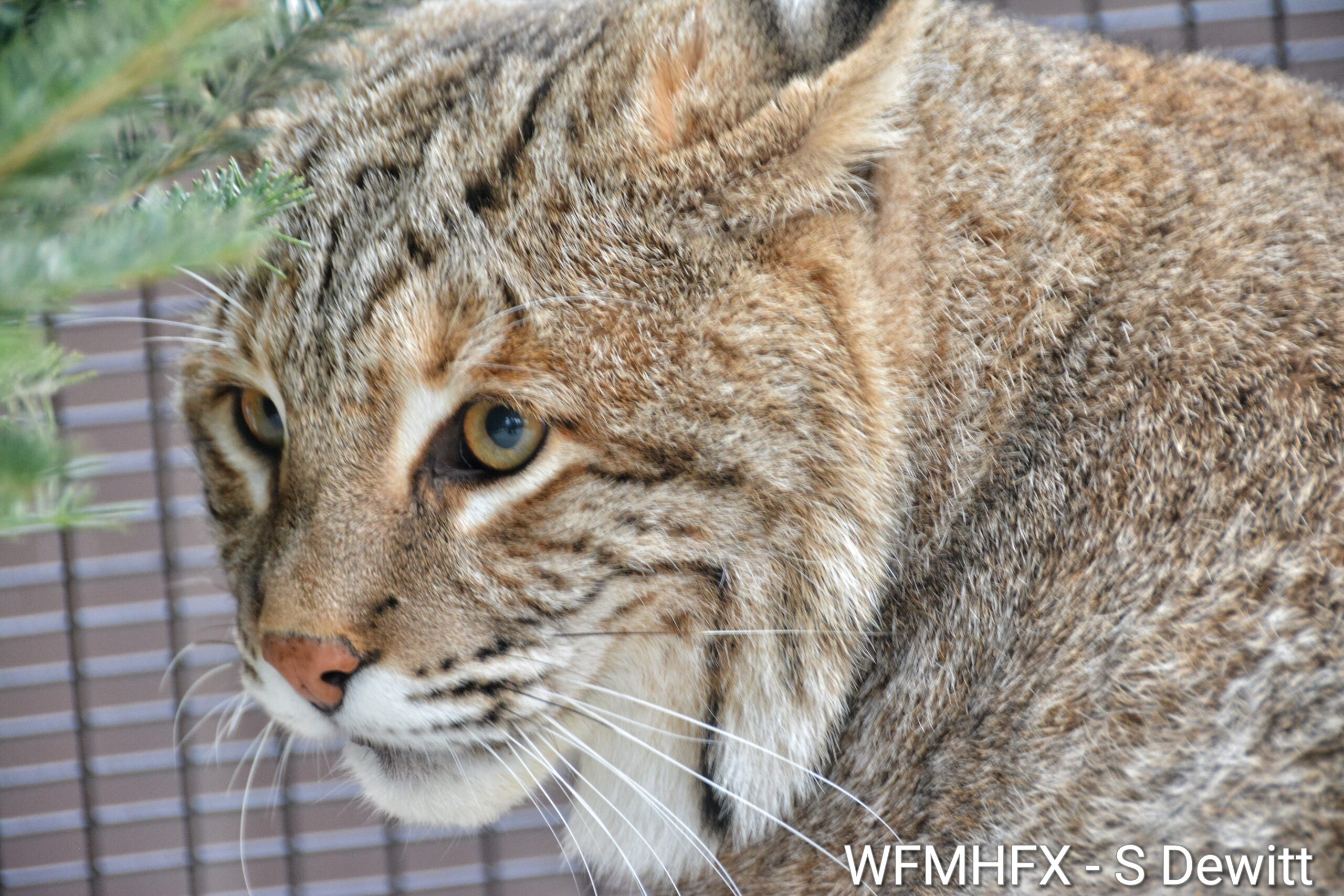 We met Jessie the bobcat, a new member of Hope for Wildlife's education team!