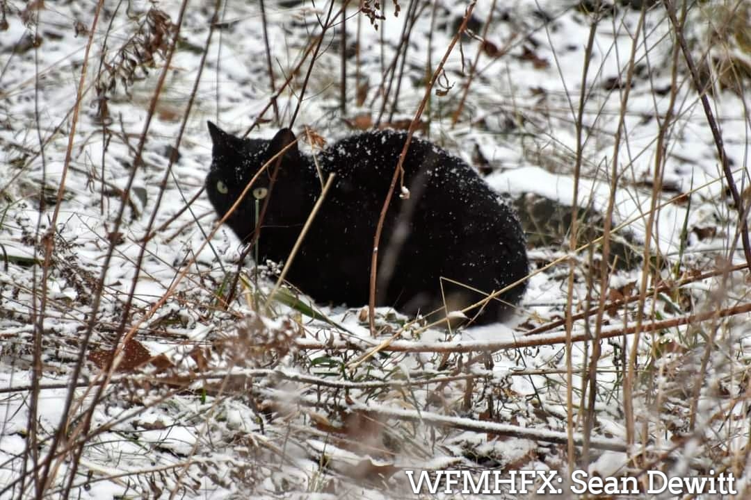 Repost - Police remind citizens to look out for their furry friends