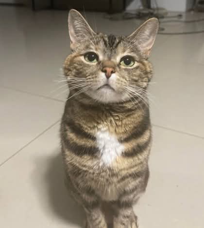 NS SPCA Adoptable - Sweetie