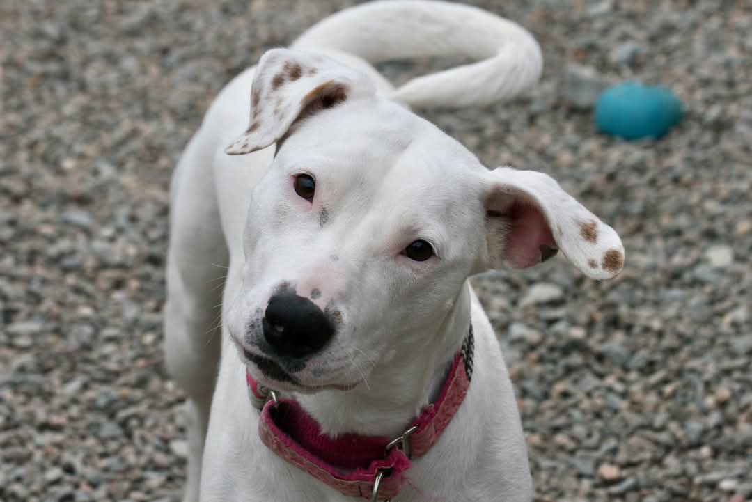 NS SPCA Adoptable - Lucy