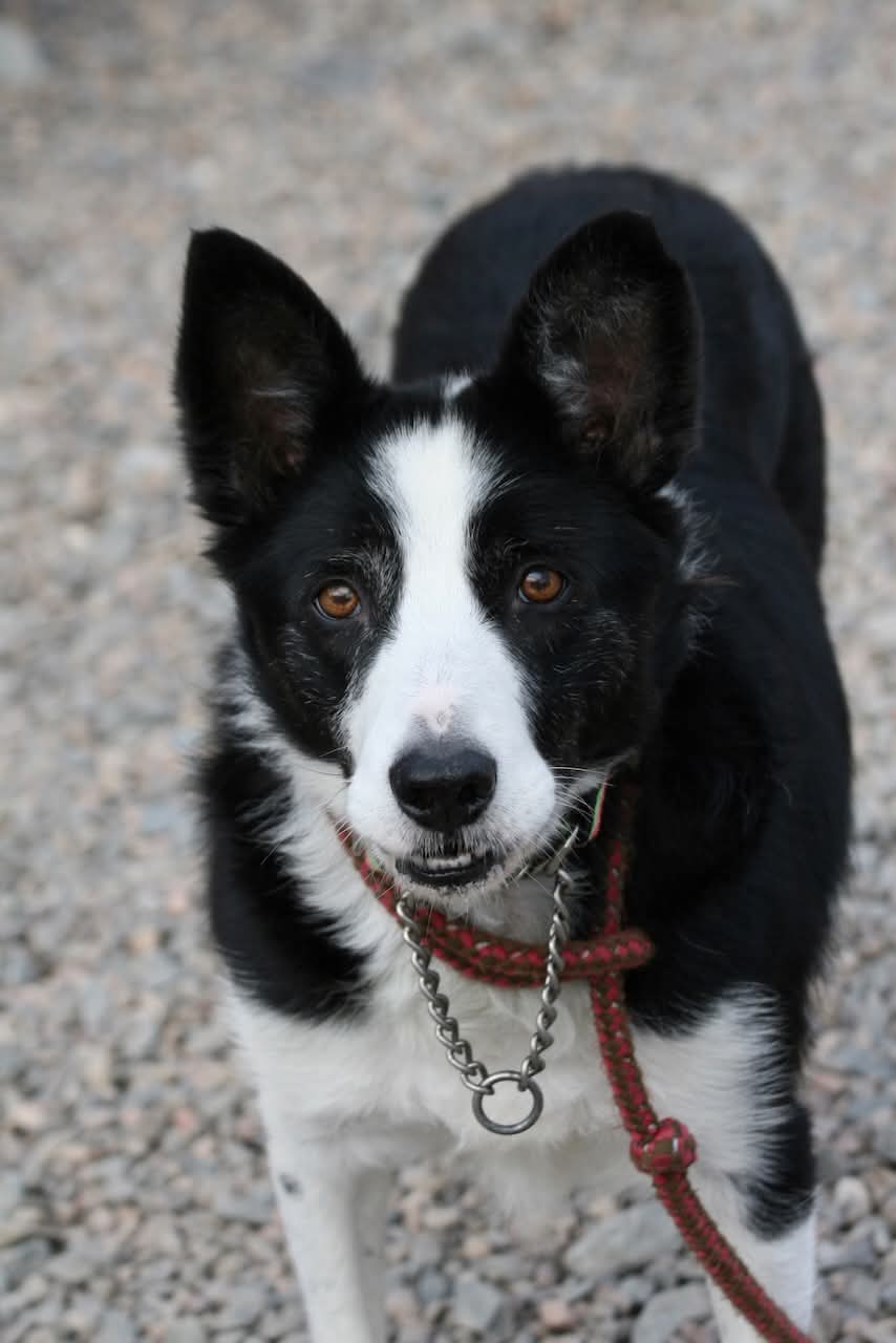 NS SPCA Adoptable - Windsor