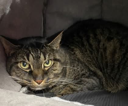 NS SPCA Adoptable - Boeing