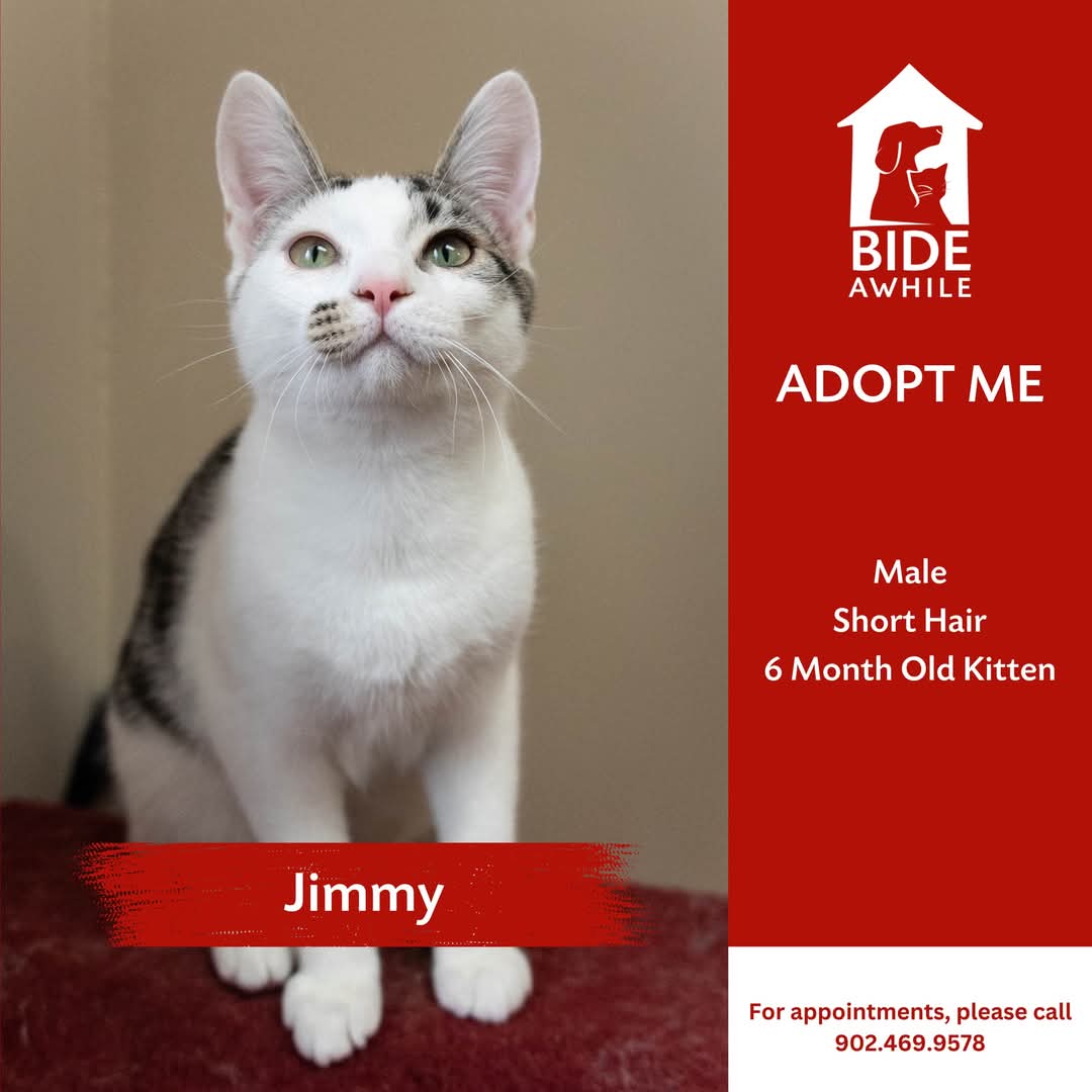 Bide Awhile Adoptables - Meet Jimmy, Cake & the Winnie the Pooh Crew! 